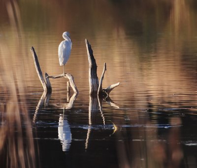 Egret at Rest on Cypress Perch