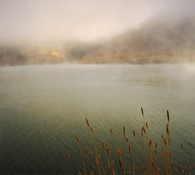 Reeds on Foggy Lake