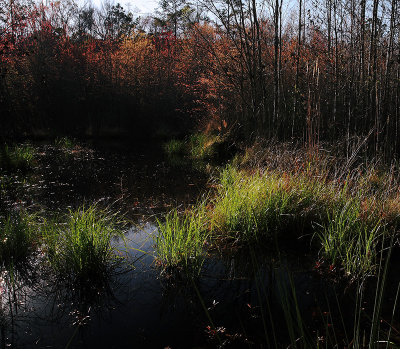 Swamp-Early Spring