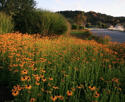 Daisy Garden