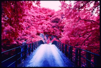 Color Infrared Photography