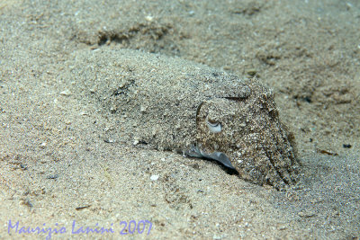 Mimetic young reef cuttlefish