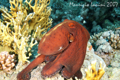 Common reef octopus
