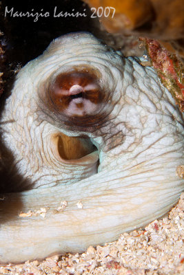 Common reef octopus close-up