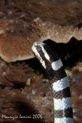 Banded sea snake close-up