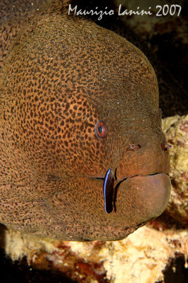 Giant moray and cleaner wrasse
