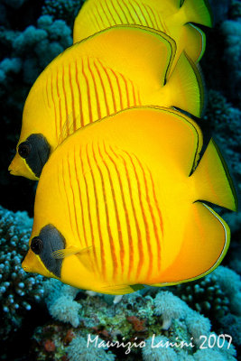 Golden butterflyfish