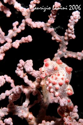 Pigmy sea horse