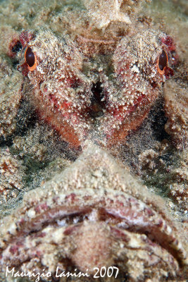 Two-stick stingfish close-up