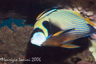 Emperor angelfish and Cleaner wrasse