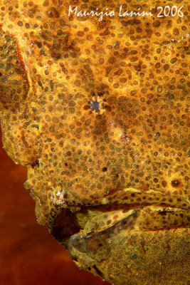 Frog fish close-up