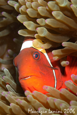 Spinecheek anemonefish close-up