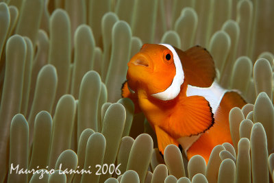 Clown anemonefish