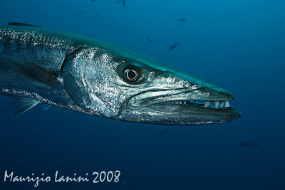 Great barracuda close-up
