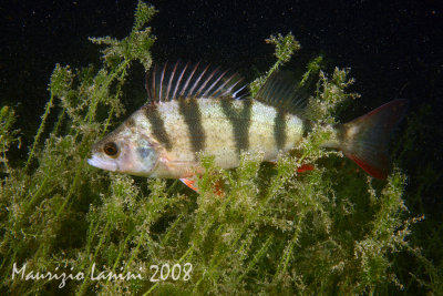 g3/59/800659/3/102016635.8nWF20gy.jpg