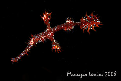 Harlequin gost pipefish