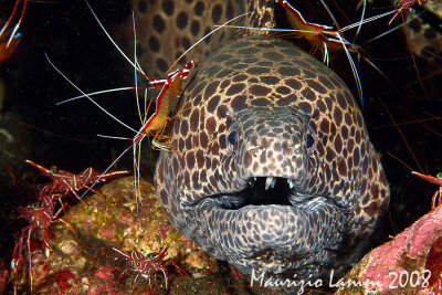 Black-spotted moray at cleaning station