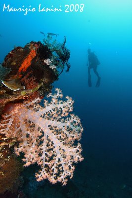 Soft coral