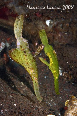 Robust ghost pipefish