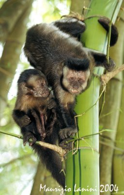 Black-capped capuchin