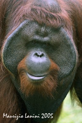 Orangutan close-up