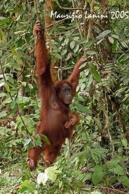 Orangutan : mother and baby
