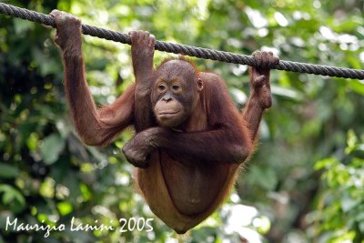 Young orangutan