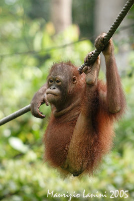 Young orangutan