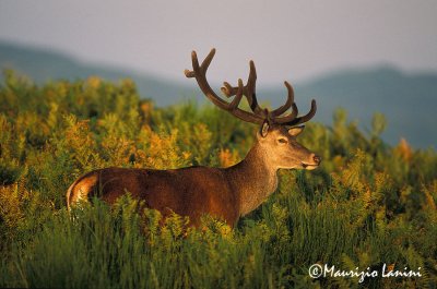 Red deer at sunset