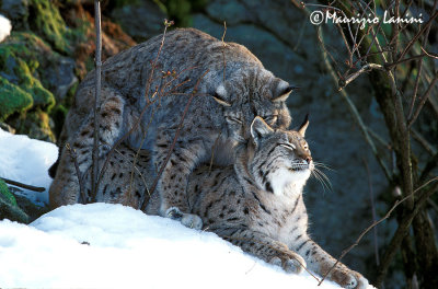 Lynx mating