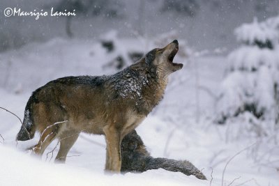 Wolfs under snow storm