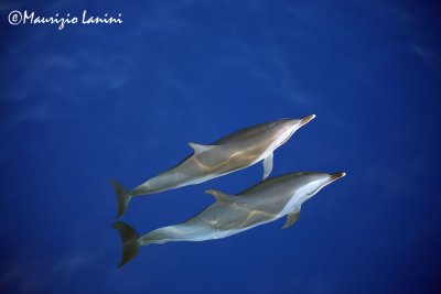 Spinner dolphins under sea surface