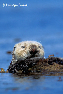 Sea otter close-up