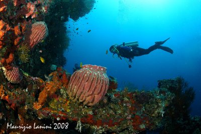 Xestospongia over the Liberty wreck