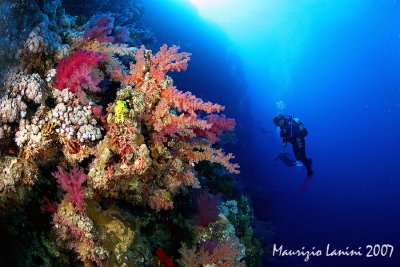 Soft corals