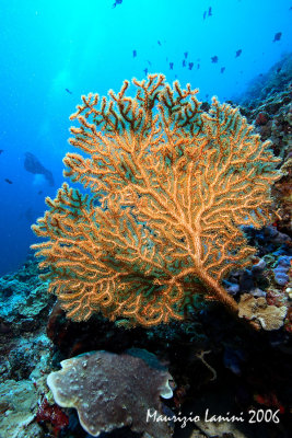Gorgonian fan