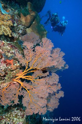 Gorgonian fan