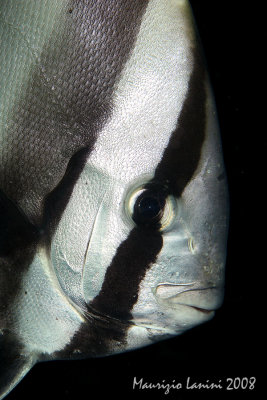Pinnate bathfish close-up