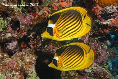 Red sea racoon butterflyfish