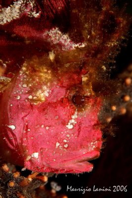 Leaf scorpionfish close-up