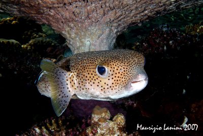 Spotted porcupinefish