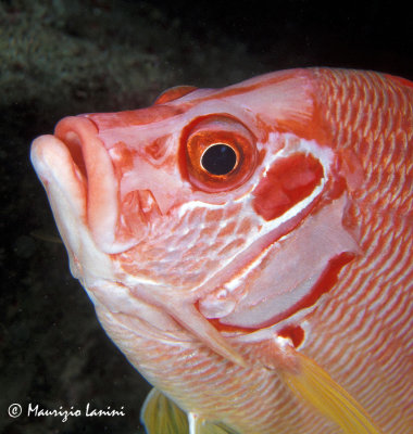 Sabre squirrelfish close-up