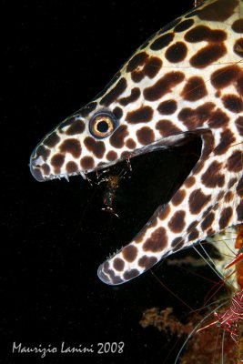 Black-spotted moray and cleaner shrimp