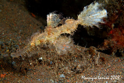 Roughsnout ghost pipefish
