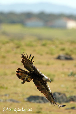 Imperial eagle