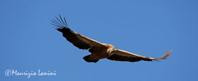 Griffon vulture