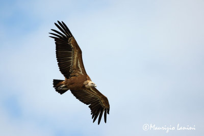 Griffon vulture