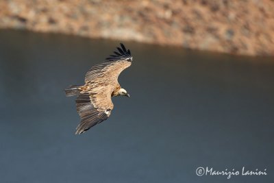 Griffon vulture