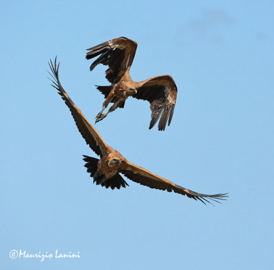 Griffon vultures in flight