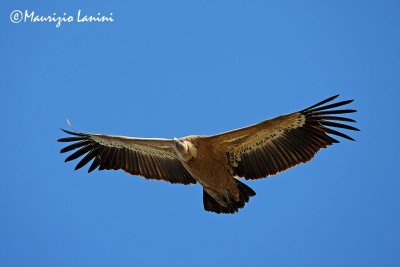 Griffon vulture